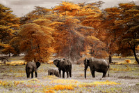 Super Color Infrared