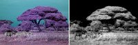 Hyper Color to Monochrome
