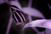 Butterflies in Hyper Color