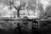 Cumberland Island