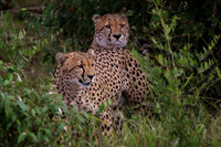 Kenya Safari