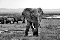 Elephants
