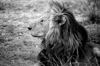 Lions