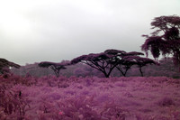Hyper Color Infrared