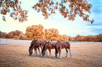 Super Color Infrared.