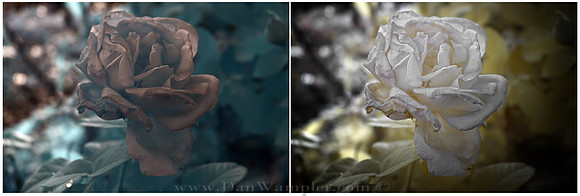 Infared Rose