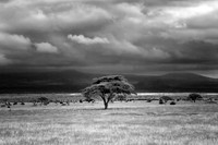 Monochrome