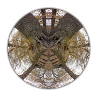 Polar Realisms