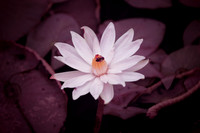 Hyper Color Infrared